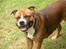 Staffordshire bull terrier Chloé