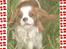 Cavalier king charles spaniel Lady -Your Loving Lady of - Lady er blevet Rallylydighedsmester i begynderklassen - 100 point ud af 100 mulige