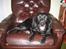 Labrador retriever Chili *formel 1* - Jeg napper lige en morfar her i stolen - det ser ingen vel?! :-)