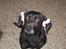 Labrador retriever Chili *formel 1* - Er jeg ikke flot? ;-D <3