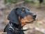 Dobermann GOF Charming Chianti - Så søøøøøød :)