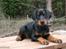 Dobermann GOF Charming Chianti - Som hvalp :)