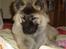 Eurasier Luna