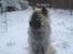 Eurasier Luna