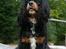 Cavalier king charles spaniel Bolette