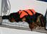 Cavalier king charles spaniel Bolette