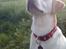 Labrador retriever Drumbeat Bossa Nova  - Nogen som sagde:"Tanja, du har en smuk hund!" ?? Selv om dette billede slet ikke er godt, så er hun altid skønnest! Selv på hendes mindst skønne dage. :´-)