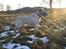 Labrador retriever Drumbeat Bossa Nova  - Bare fordi Nova er bedre end din hund? :P