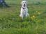 Labrador retriever Drumbeat Bossa Nova  - SMUK, SMUKKERE, *SMUKKEST*. 