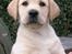Labrador retriever Drumbeat Bossa Nova  - Nova - hos avlerne (-: Meget venlige ejere (avlere) havde hun før os!