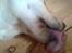 Labrador retriever Drumbeat Bossa Nova  - KYS. <3                  :-*