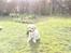 Labrador retriever Drumbeat Bossa Nova  - Nurhh.<3 LIlle Novse.
