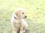 Labrador retriever Drumbeat Bossa Nova  - Hun er større nu. xD