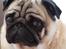 Mops jasmin R.I.P 16/8-2011 - her er lille mivs