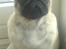 Mops jasmin R.I.P 16/8-2011 - model foto af jasmin <3