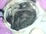 Mops jasmin R.I.P 16/8-2011 - jasmin <3<3<3