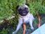 Mops jasmin R.I.P 16/8-2011 - er hun ikke dejlig ? =D <3