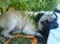 Mops jasmin R.I.P 16/8-2011 - årr så er hun blevet træt igen, efter en lang kamp med hækken xD