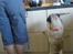 Mops jasmin R.I.P 16/8-2011 - jep, jasmin kan snart selv lave mad =)
