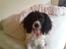 Engelsk springer spaniel Balder