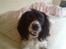 Engelsk springer spaniel Balder