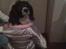 Engelsk springer spaniel Balder
