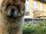 Chow chow Bidachows Kappa
