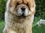 Chow chow Bidachows Kappa