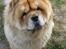 Chow chow Bidachows Kappa