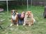 Chow chow Bidachows Kappa