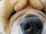 Chow chow Bidachows Kappa