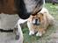 Chow chow Bidachows Kappa