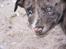 Border collie Rooney
