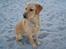 Labrador retriever Enzo