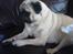 Mops jasmin R.I.P 16/8-2011 - uhh.......! løven har fået øje på noget =)