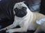 Mops jasmin R.I.P 16/8-2011 - år nej det var mig =( <3
