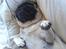 Mops jasmin R.I.P 16/8-2011 - smukke mivs i dyb søvn