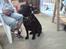 Labrador retriever Balto