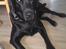 Labrador retriever Balto