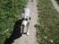 Bearded collie Jason