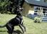 Labrador retriever Lucas - Lige ved at sluge min bold ;p <33