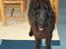 Groenendael Victor Macy V. Lana's Hof