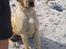 Labrador retriever Enzo