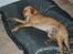 Labrador retriever Enzo - Det er lækkert med en lur i "mors" fatboy