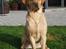 Labrador retriever Enzo