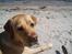 Labrador retriever Enzo - lækkert med en svømmetur