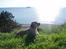 Labrador retriever Enzo