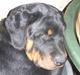 Rottweiler Mantos *RIP*