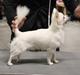 Chihuahua DEVDHCH, DKCH"Armani"BIG2