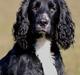 Cocker spaniel Sådan